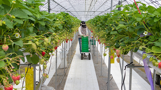 イチゴの水耕栽培は室内でどうやるの イチゴの水耕栽培法について 水耕栽培ナビ